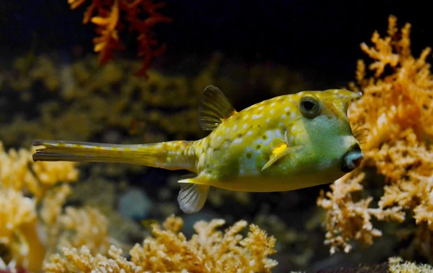 Aquarium World LLC., - Blobfish Psychrolutes marcidus, the smooth-head  blobfish, also known simply as blobfish, is a deep sea fish of the family  Psychrolutidae. It inhabits the deep waters off the coasts